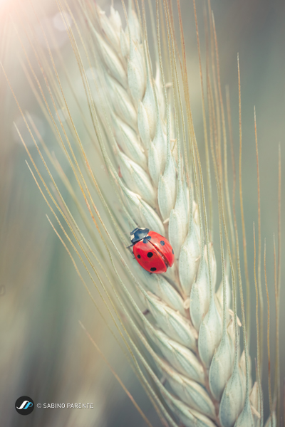 Ladybug