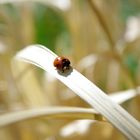 Ladybug