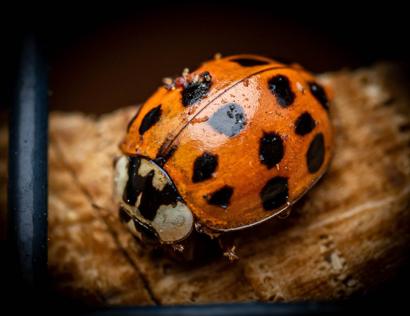 Ladybug - Coccinellidae - Marienkäfer