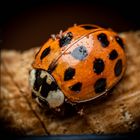 Ladybug - Coccinellidae - Marienkäfer