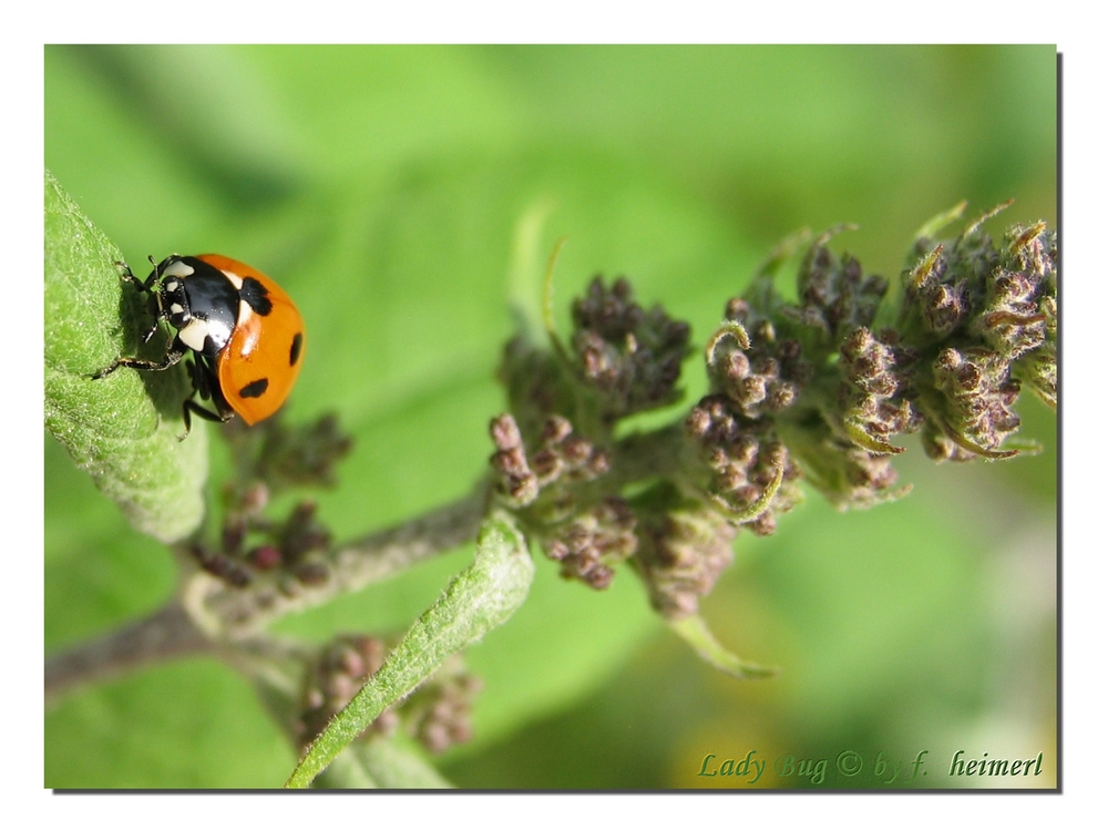 LadyBug