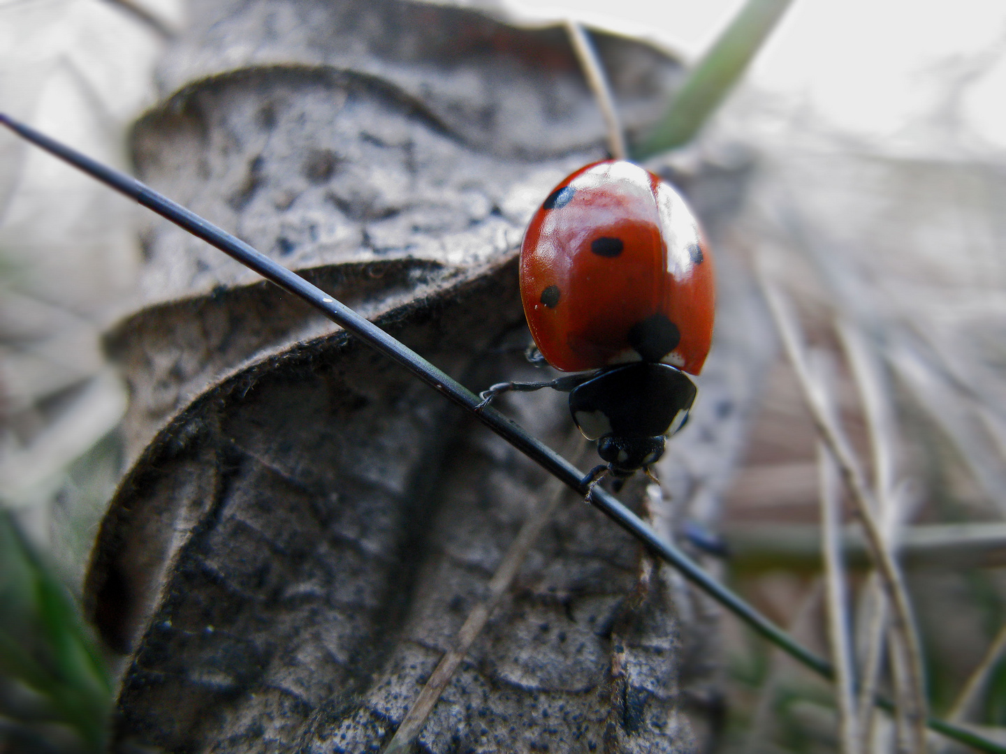 Ladybug