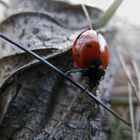 Ladybug