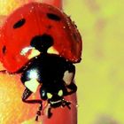 Ladybug