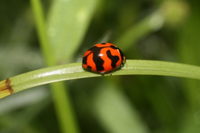 --== Ladybug ==--