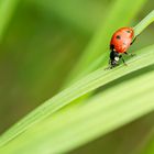 LadyBug