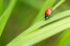 LadyBug