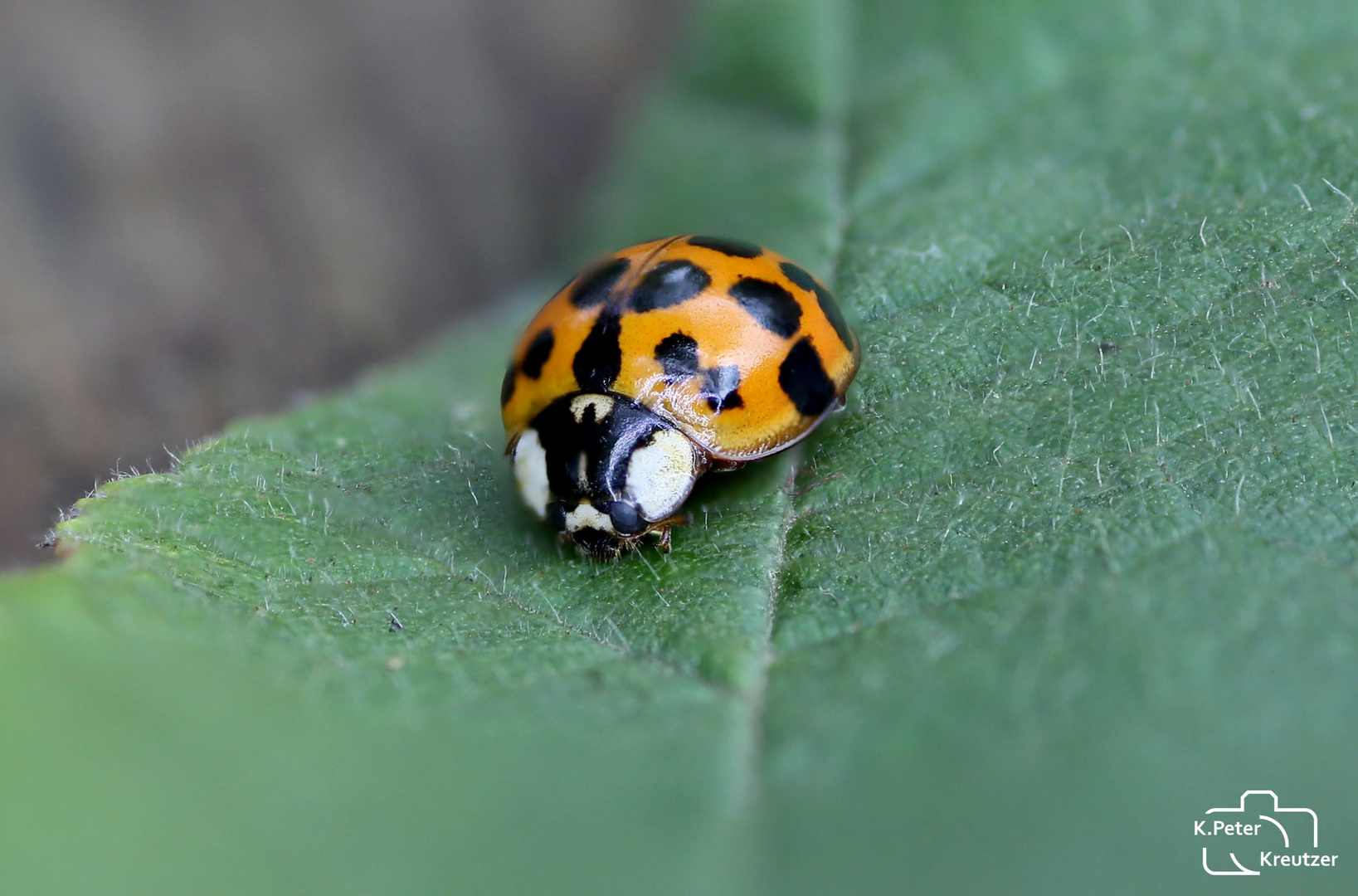 Ladybug