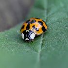 Ladybug