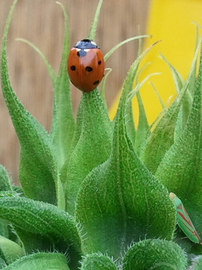 Ladybug