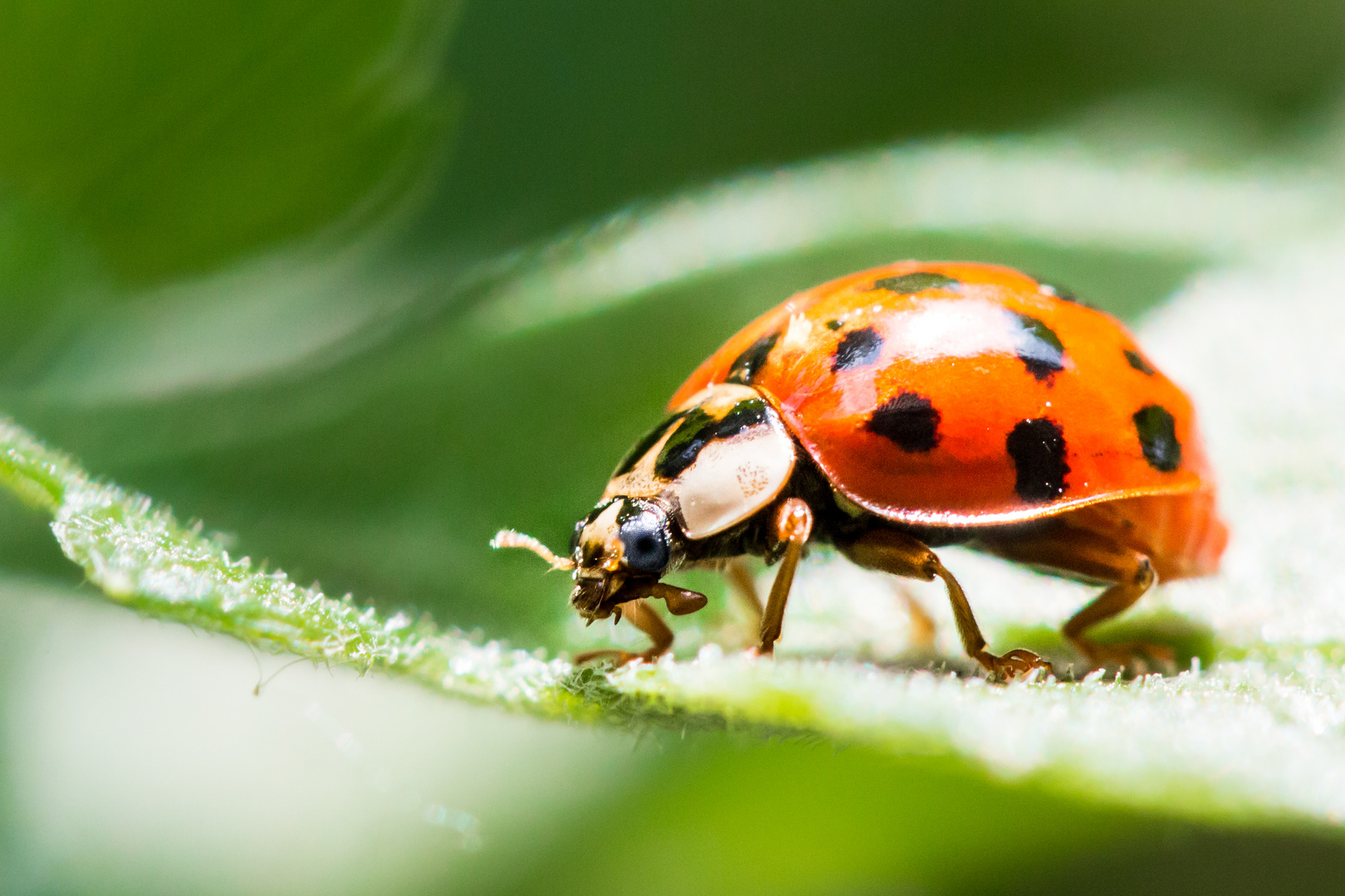 Ladybug