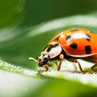 Ladybug