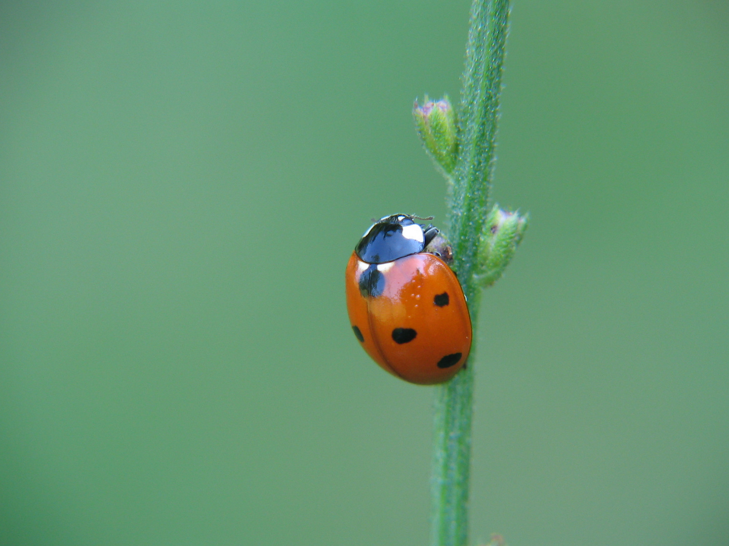 LadyBug