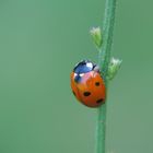 LadyBug