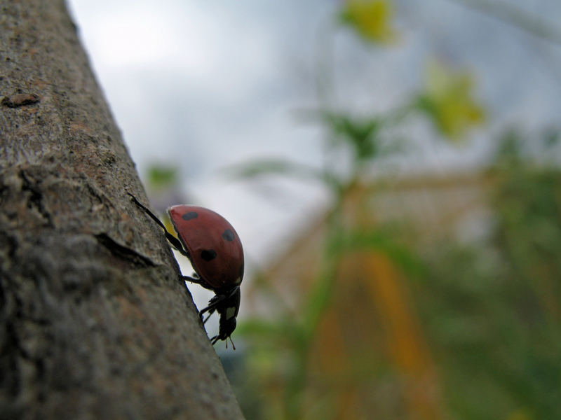 Ladybug