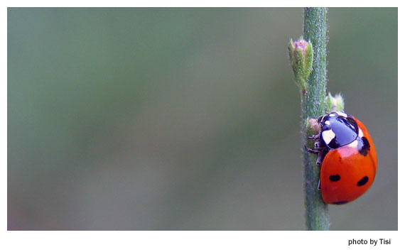 Ladybug