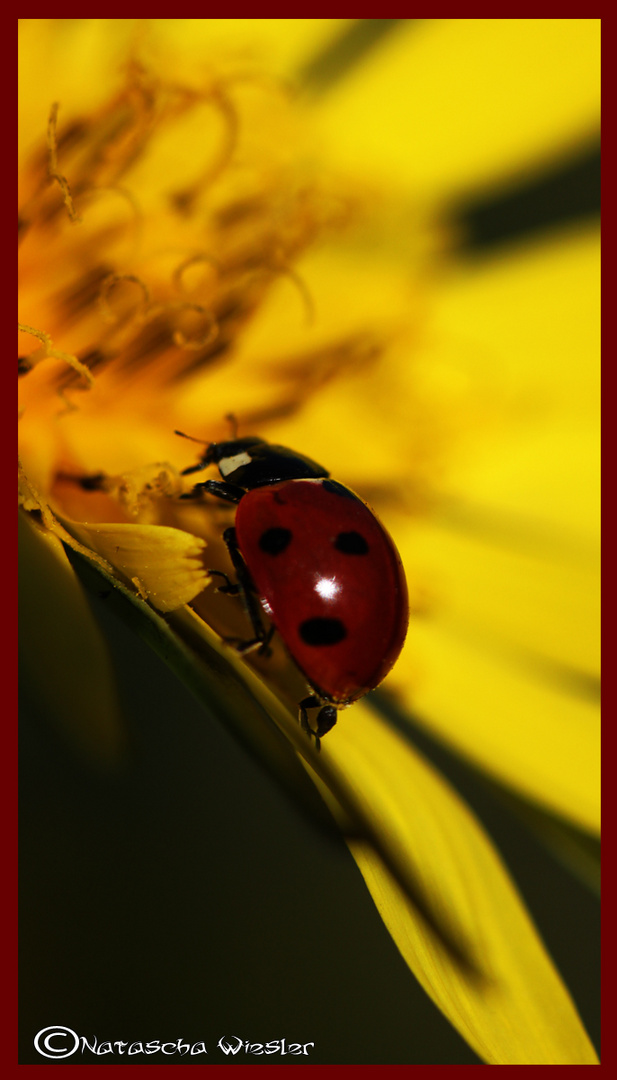 Ladybug