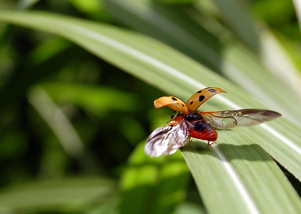 Ladybug