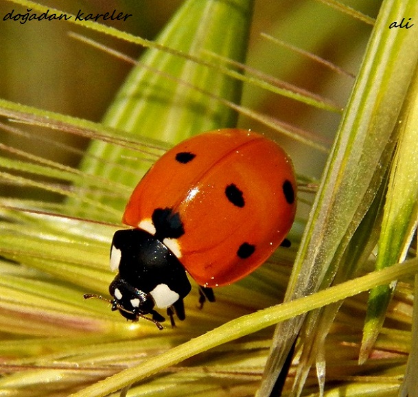 Ladybug