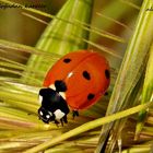 Ladybug