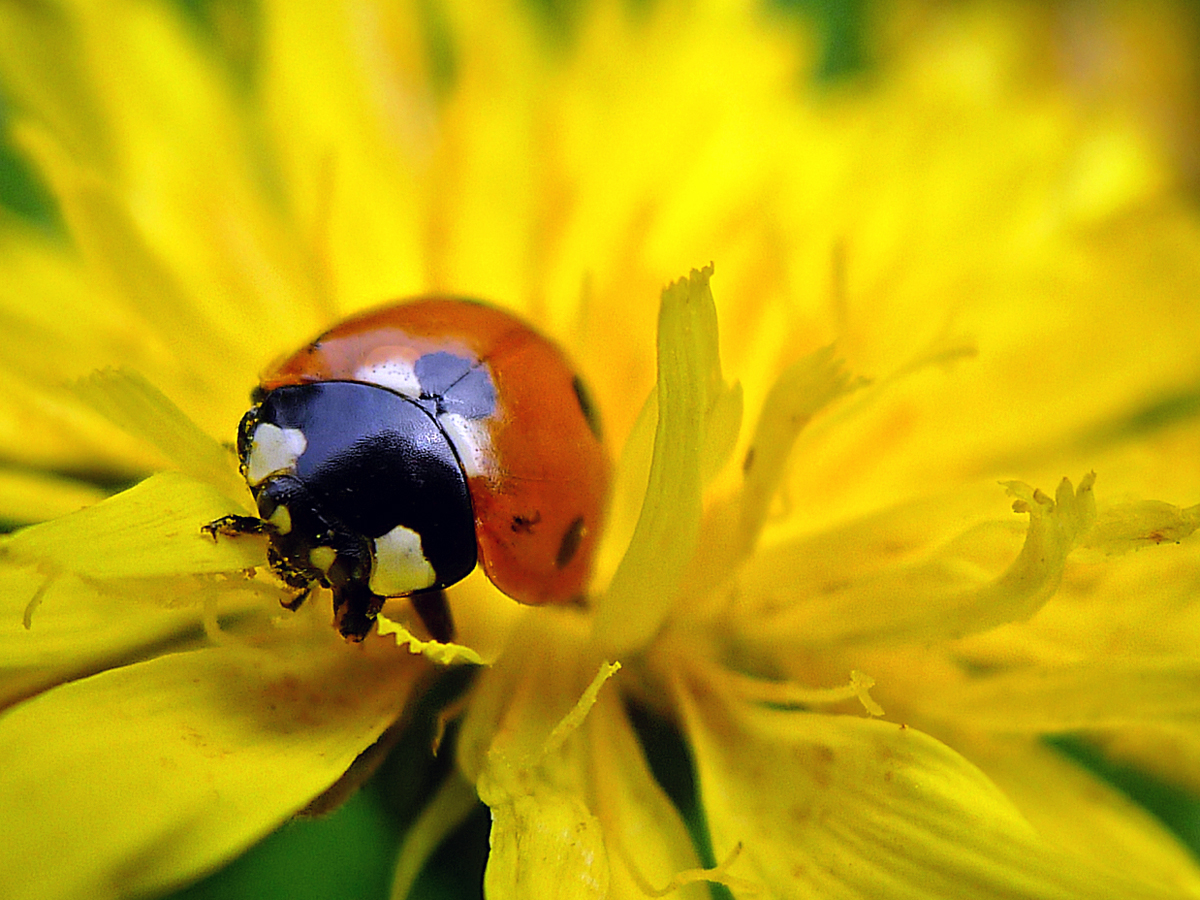 ladybug