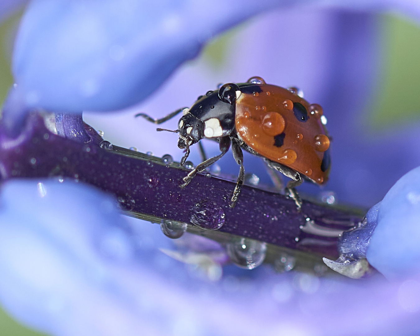 Ladybug