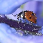 Ladybug