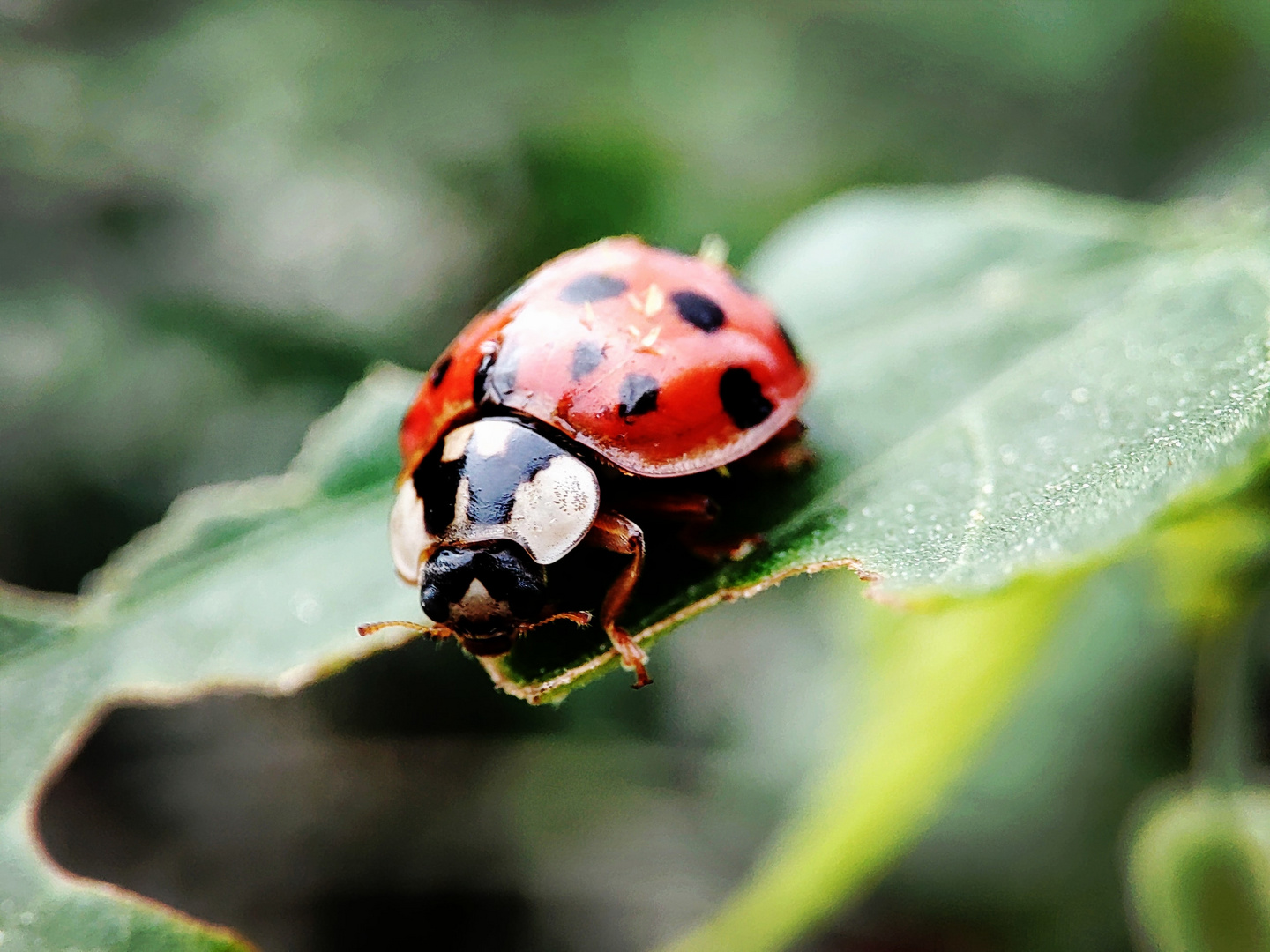 Ladybug