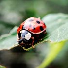 Ladybug