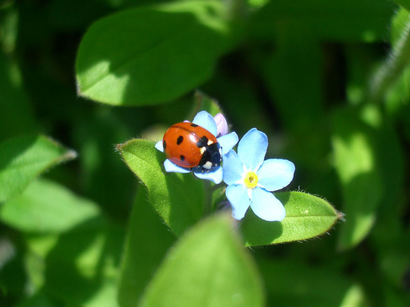 Ladybug