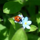 Ladybug