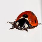 Ladybug