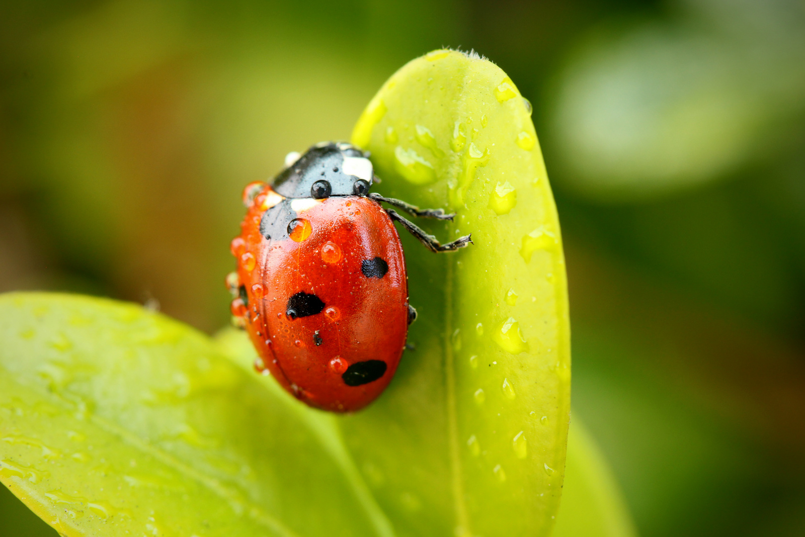 "Ladybug"