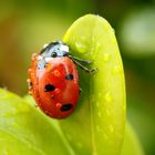 "Ladybug"