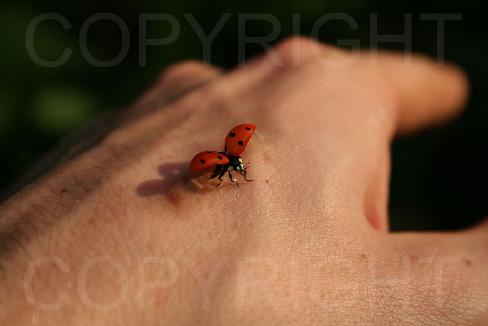 Ladybug fly away