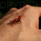 Ladybug fly away