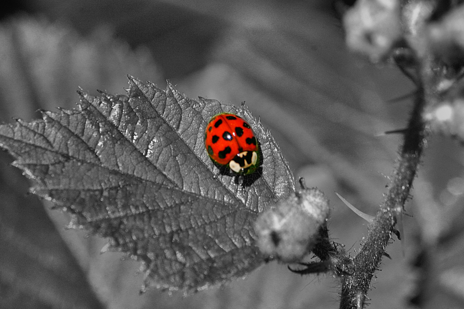 ladybug in baraggia