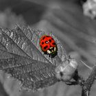 ladybug in baraggia