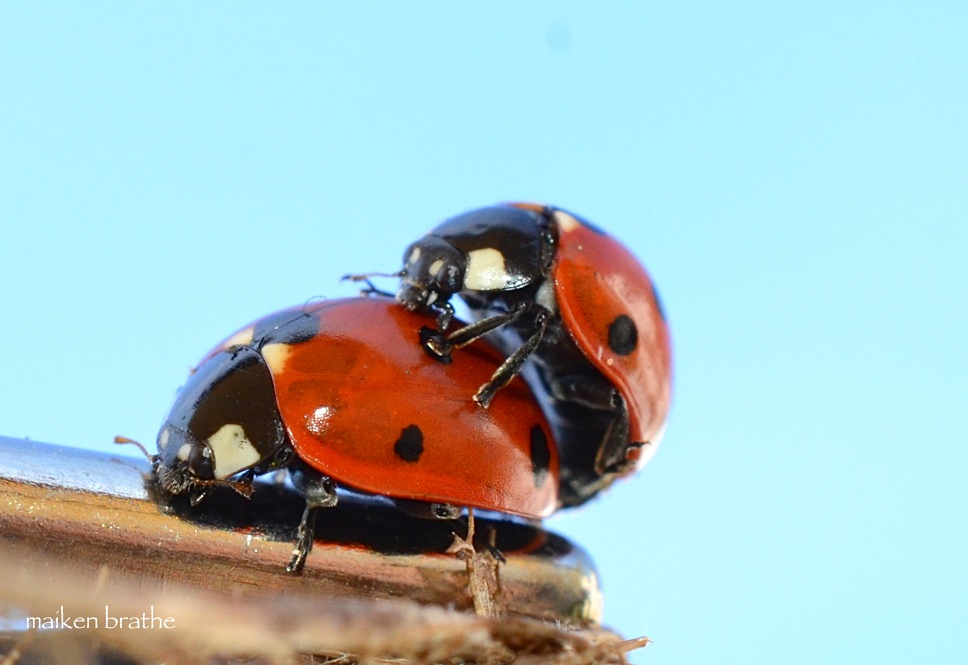 ladybug in love