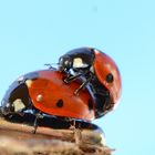 ladybug in love