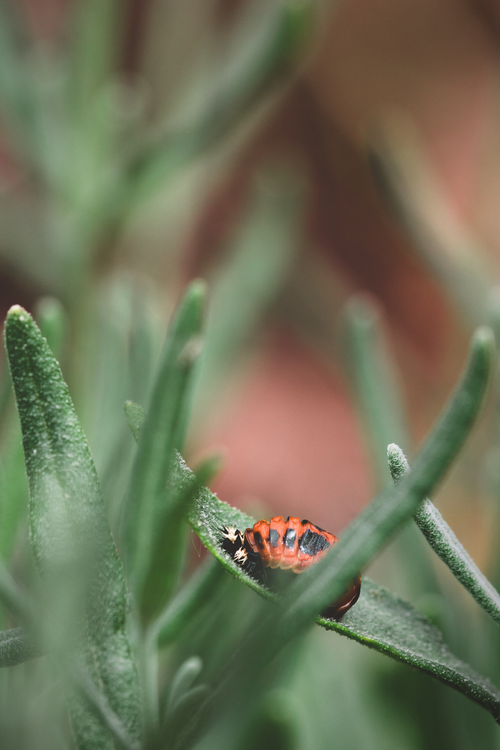 ladybug in progress
