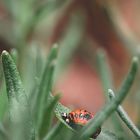 ladybug in progress