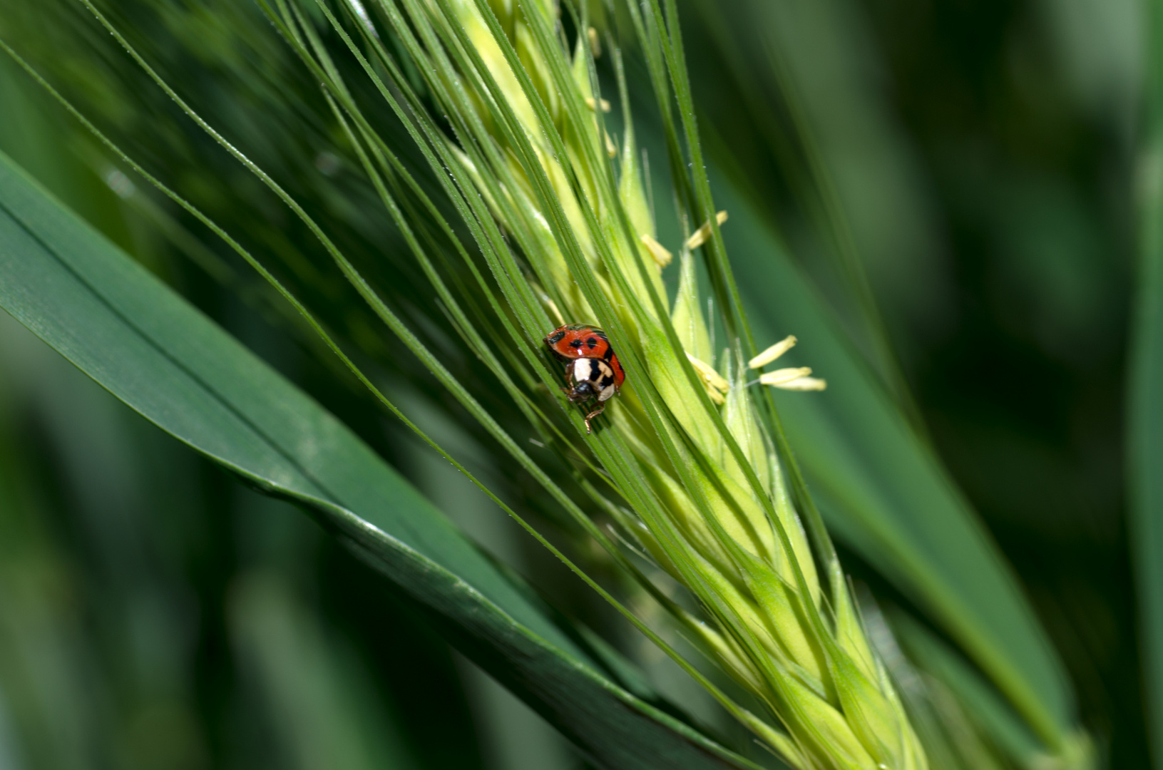 Ladybug in the rye