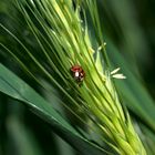 Ladybug in the rye
