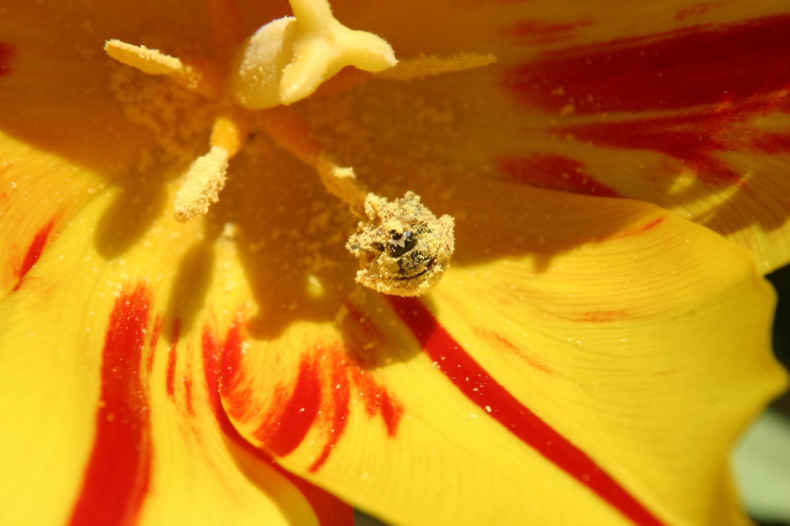 Ladybug in Tulip - Yellow Pollen