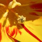 Ladybug in Tulip - Yellow Pollen