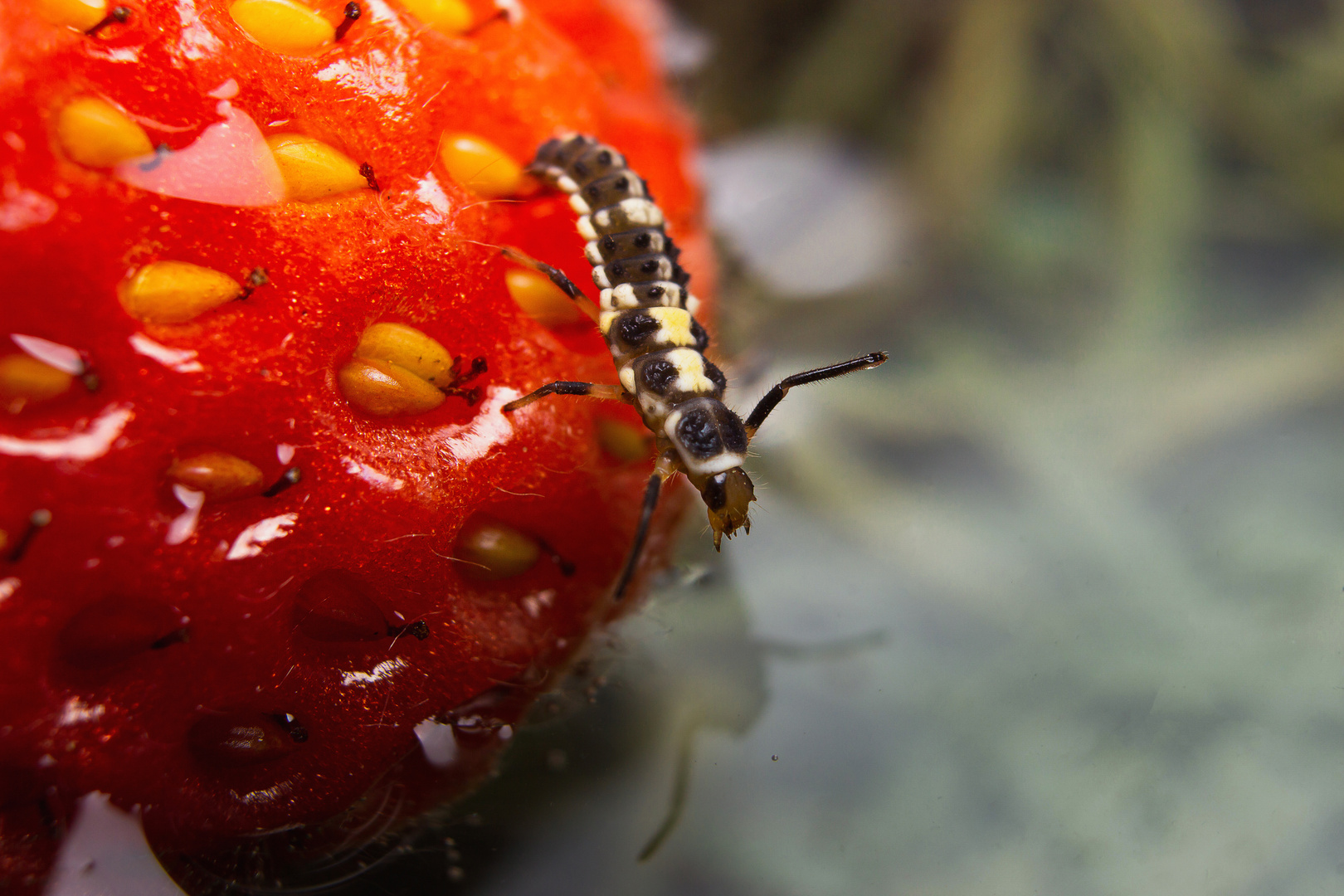 Ladybug larvae in a strawberry romantic way. =)