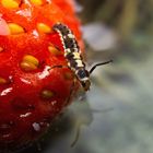 Ladybug larvae in a strawberry romantic way. =)