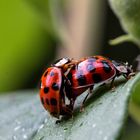 Ladybug Love