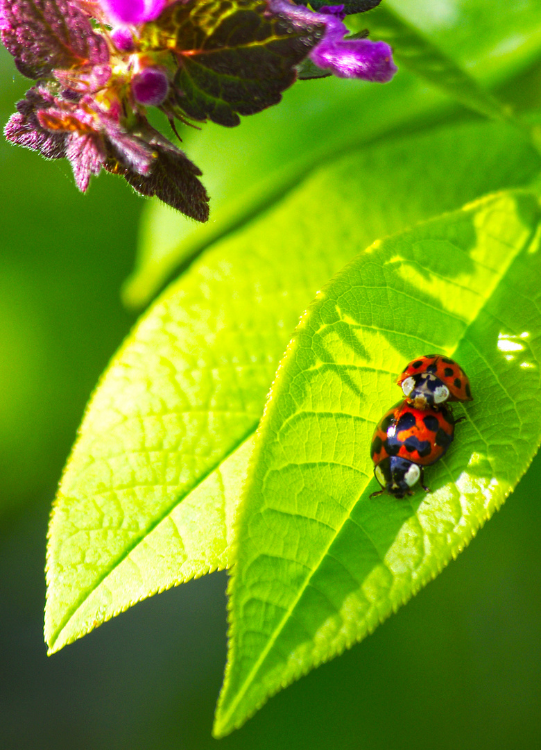 Ladybug love II